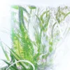 Geranium-parfyme – Luxuriance – Rivieres De Cartier | Cartier